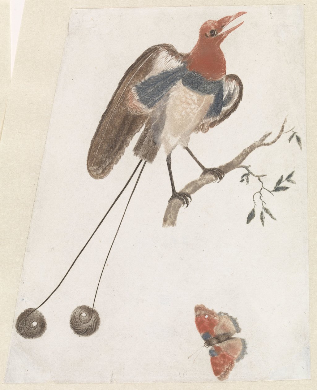 Uccello del paradiso e farfalla da Anonymous