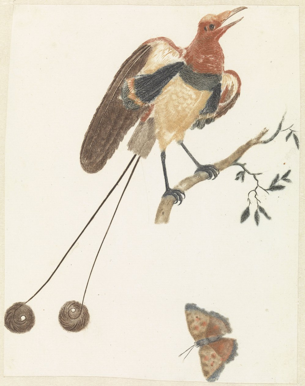 Uccello del paradiso e farfalla da Anonymous