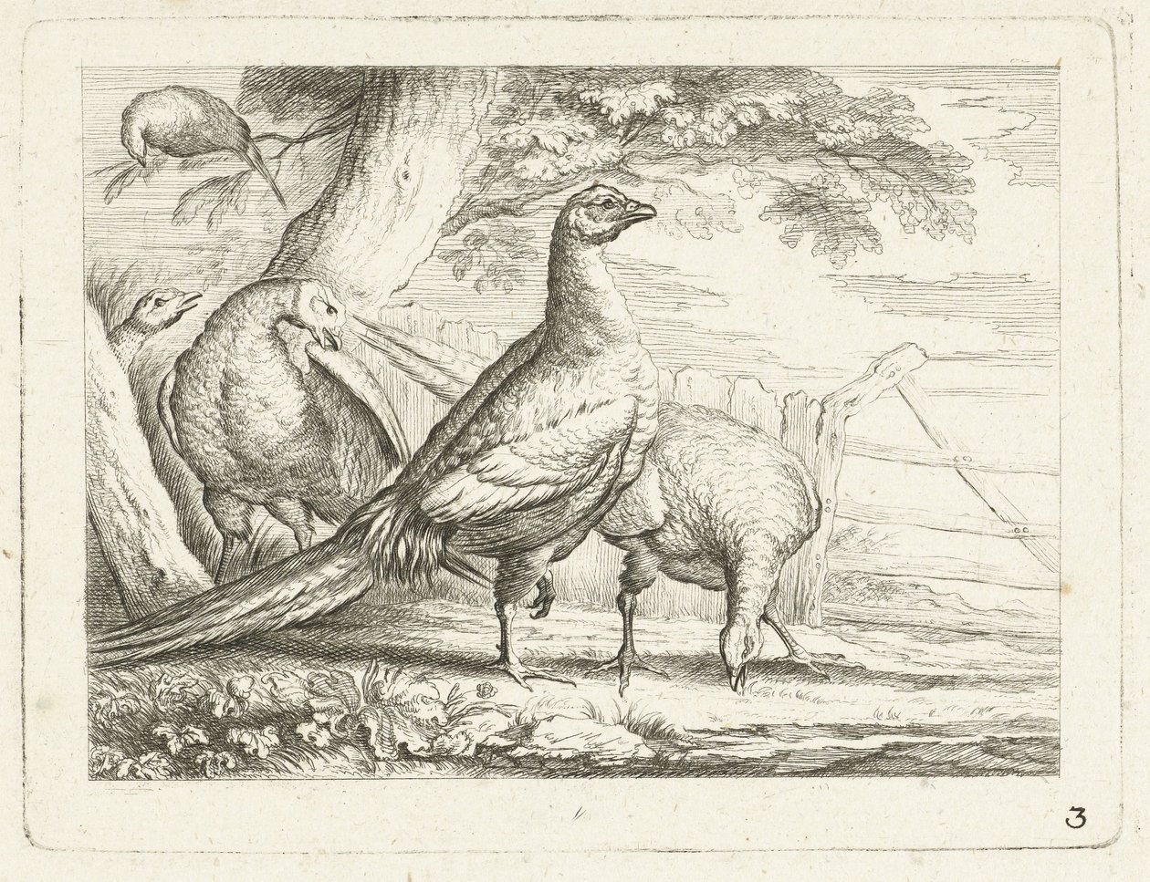 Galline che beccano (Uccelli indigeni) da Anonymous