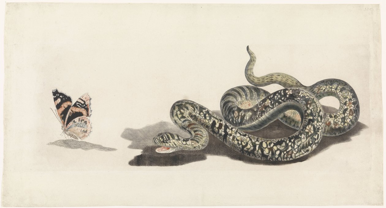 Serpente con una farfalla da Anonymous