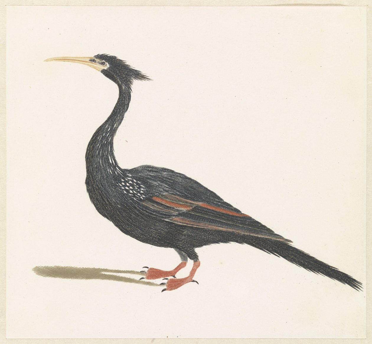 Anhinga da Anonymous