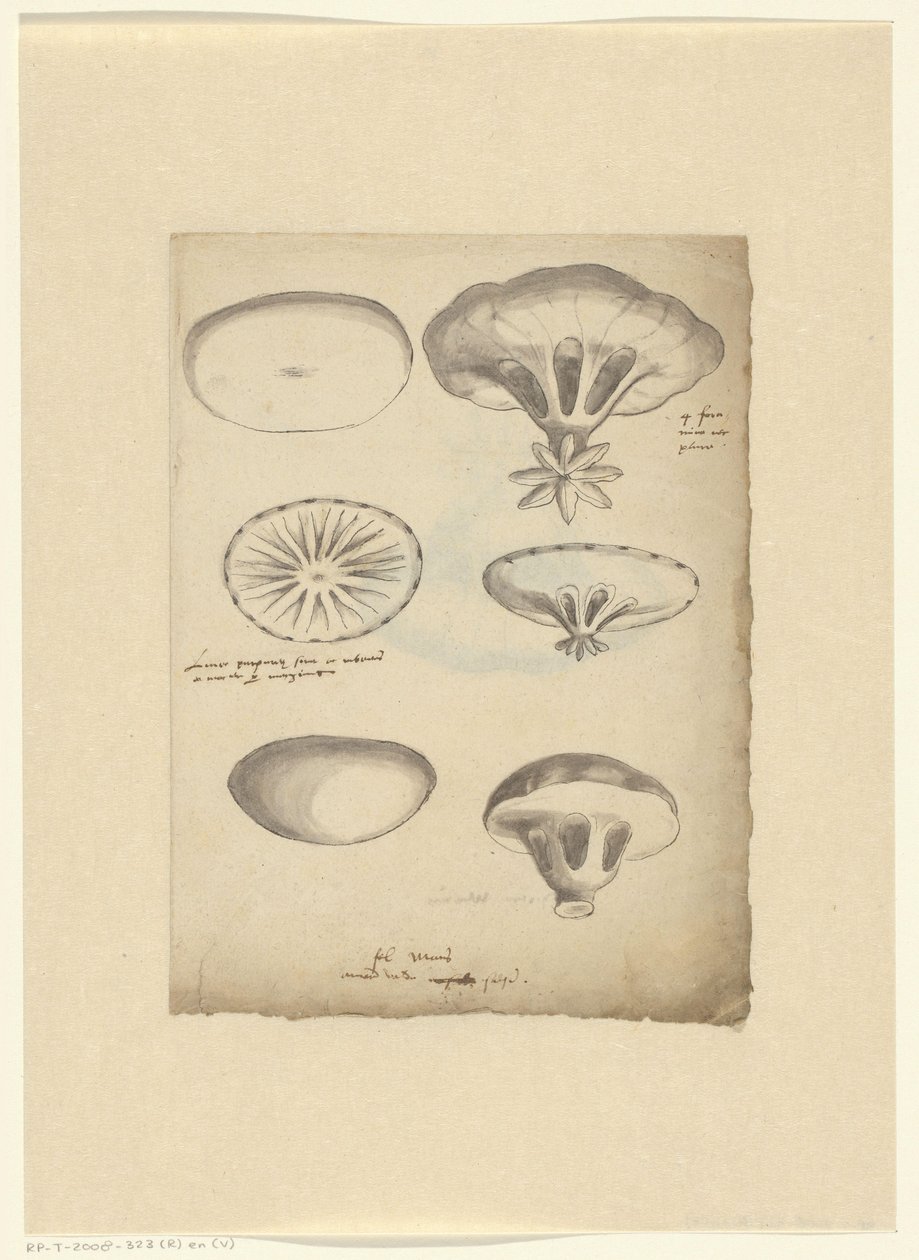 Foglio di studio con meduse da Anonymous