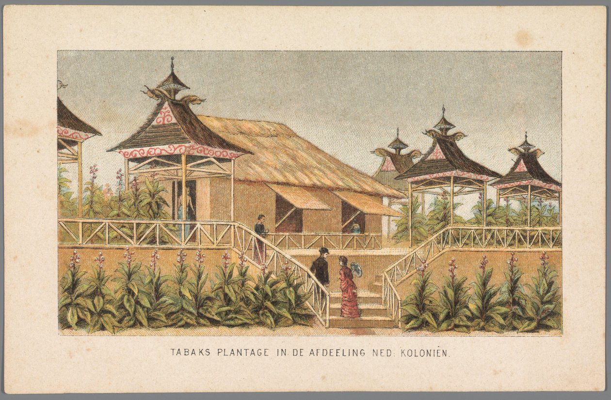 Pianta di tabacco delle colonie olandesi all