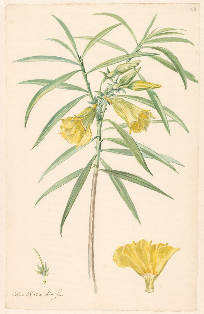 Ramo di un fiore giallo (tipo di giglio) con dettagli di pistillo e fiore da Anonymous
