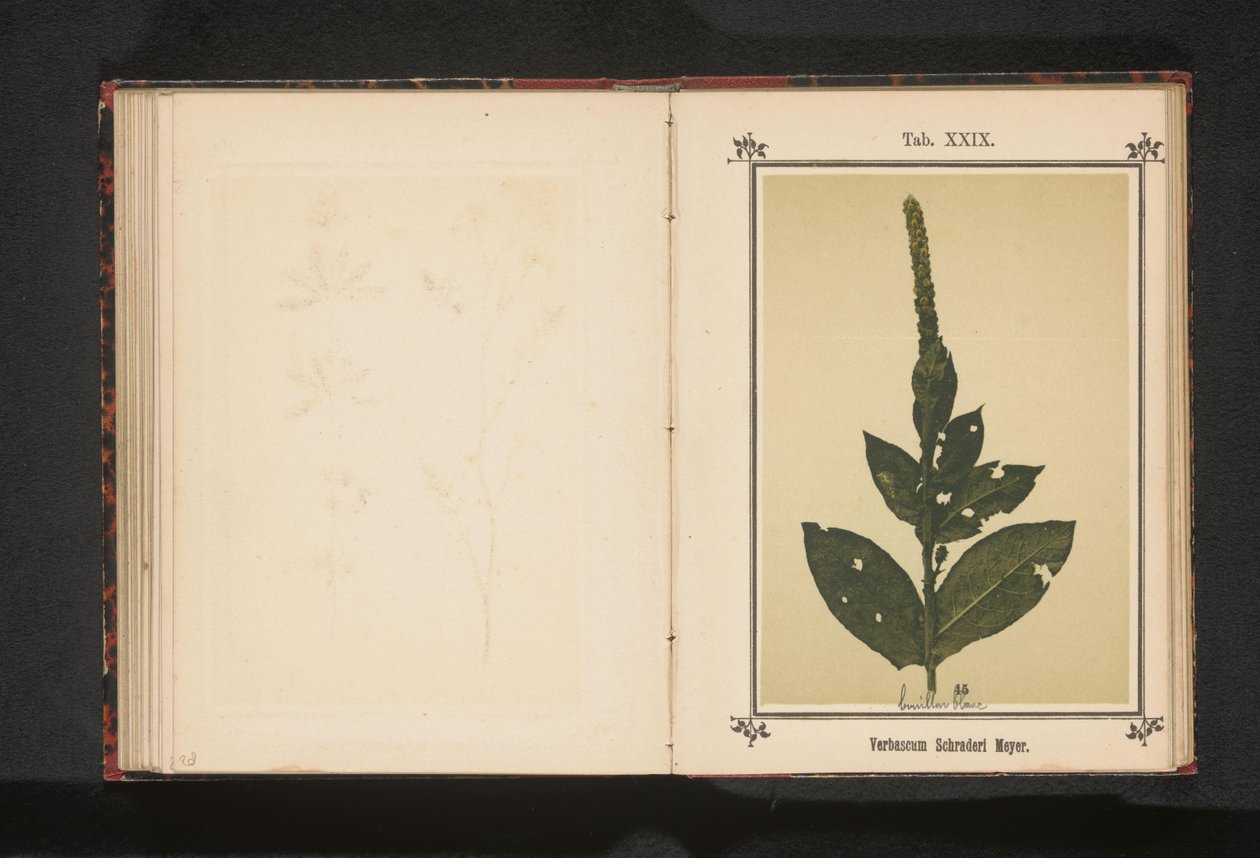Verbascum Schraderi Meyer da Anonymous
