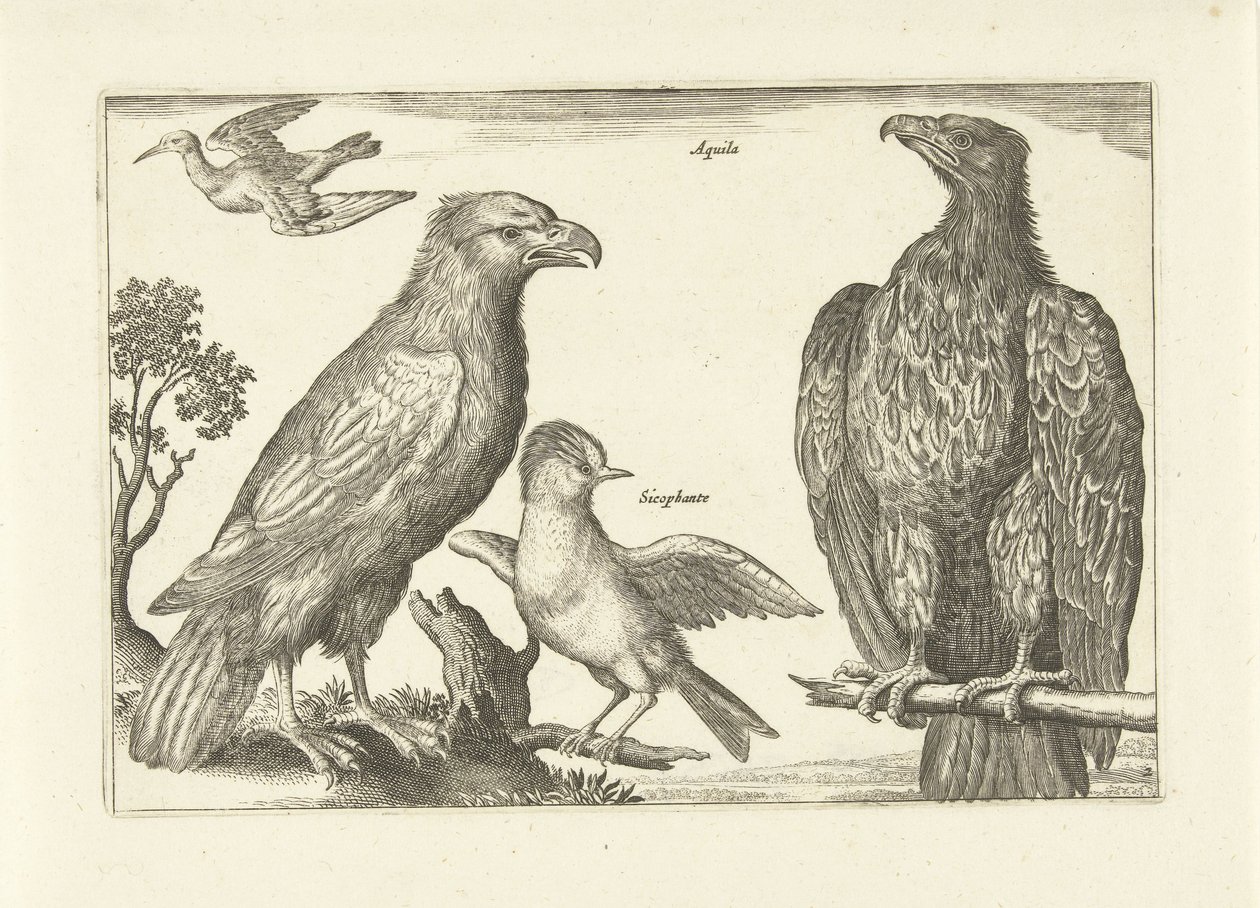 Vier vogels da Anonymous