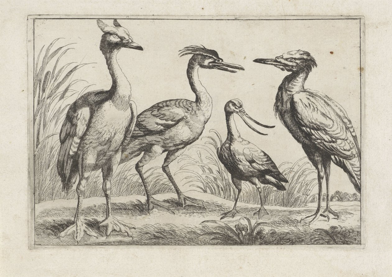 Quattro trampolieri (Diverse specie di uccelli) da Anonymous