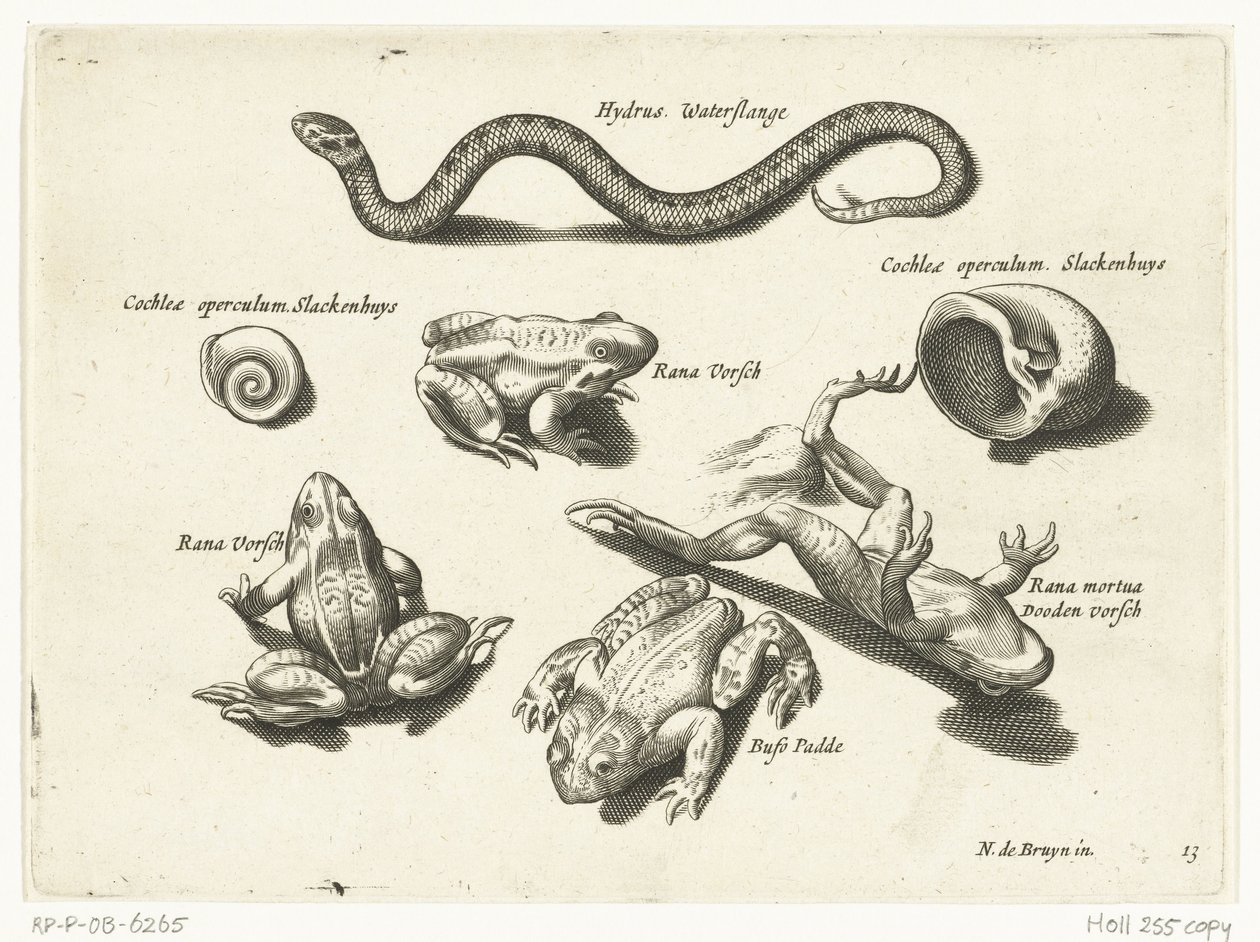 Serpente d