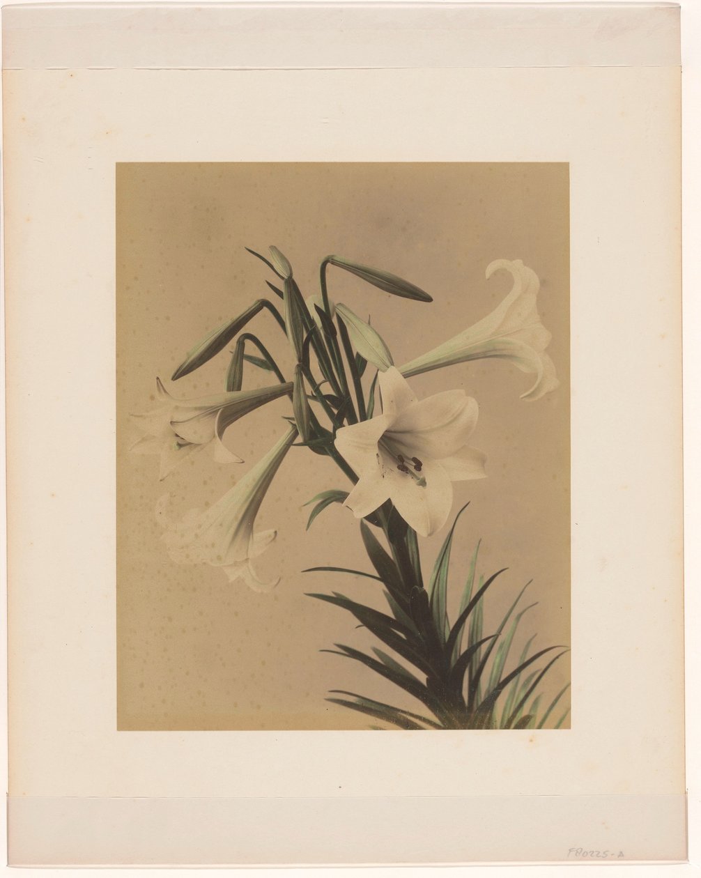 Gigli bianchi da Anonymous