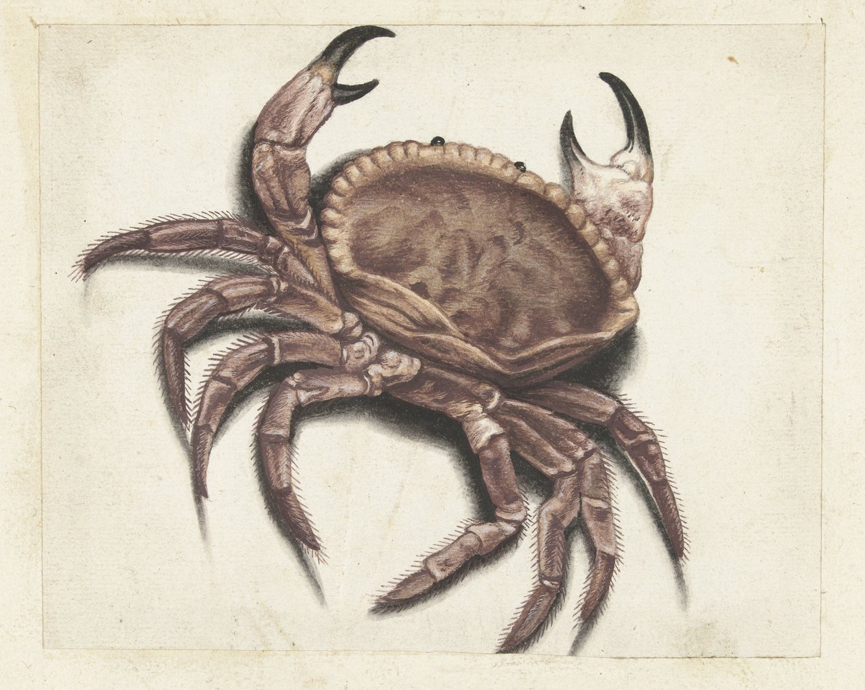 Granchio di mare (Lombard album) da Anonymous