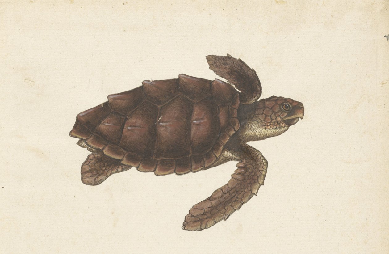 Tartaruga marina Tortugas - Eretmochelys imbricata / Tartaruga embricata / karetschildpad (titolo sull