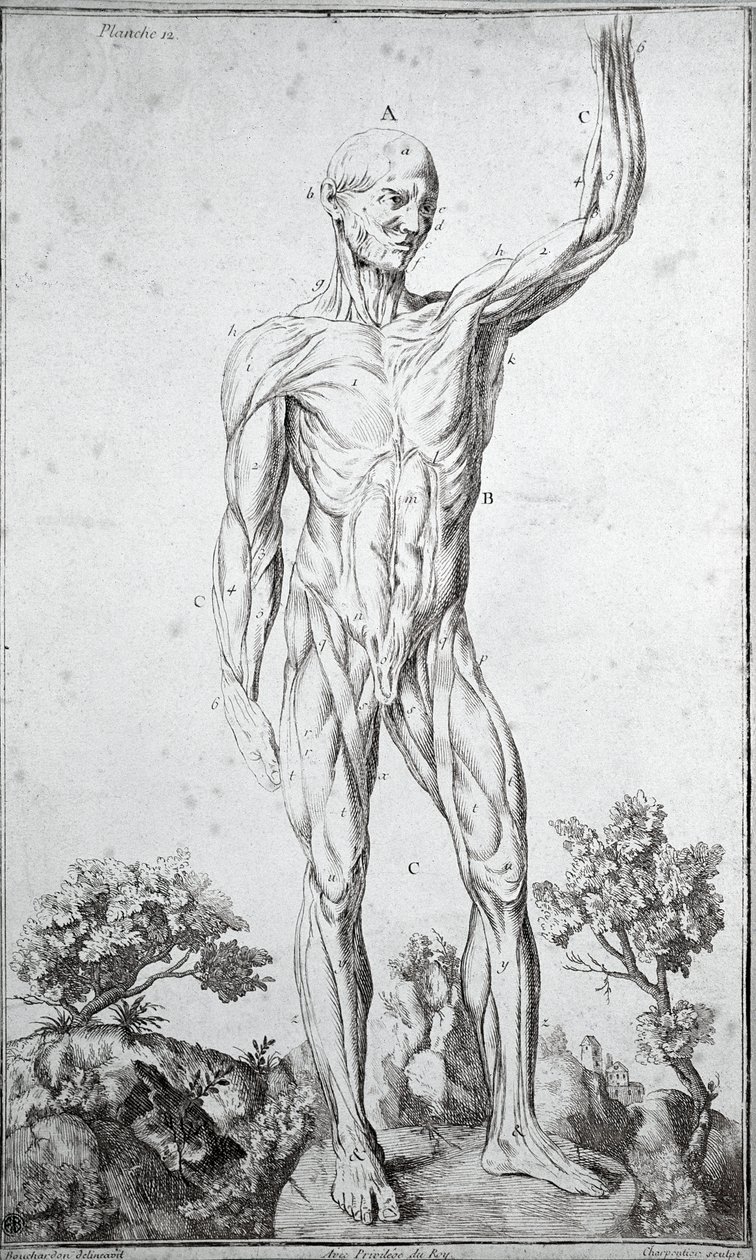 Studio anatomico del sistema muscolare umano (incisione) da Anonymous Anonymous