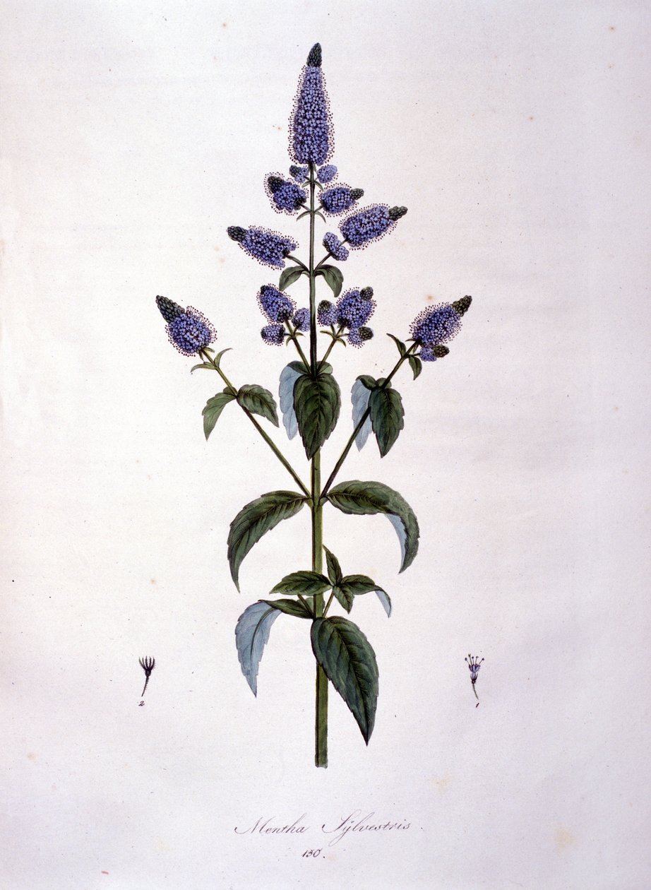 Tavola botanica: menta selvatica (mentha sylvestris). Incisione del XIX secolo da Anonymous Anonymous