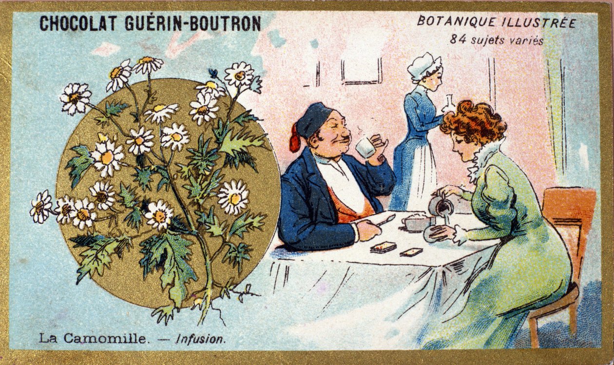 Camomilla: infuso. Incisione (cromo). Cromolitografia pubblicitaria per i cioccolatini Guerin-Boutron, fine XIX secolo. Serie Botanica Illustrata da Anonymous Anonymous