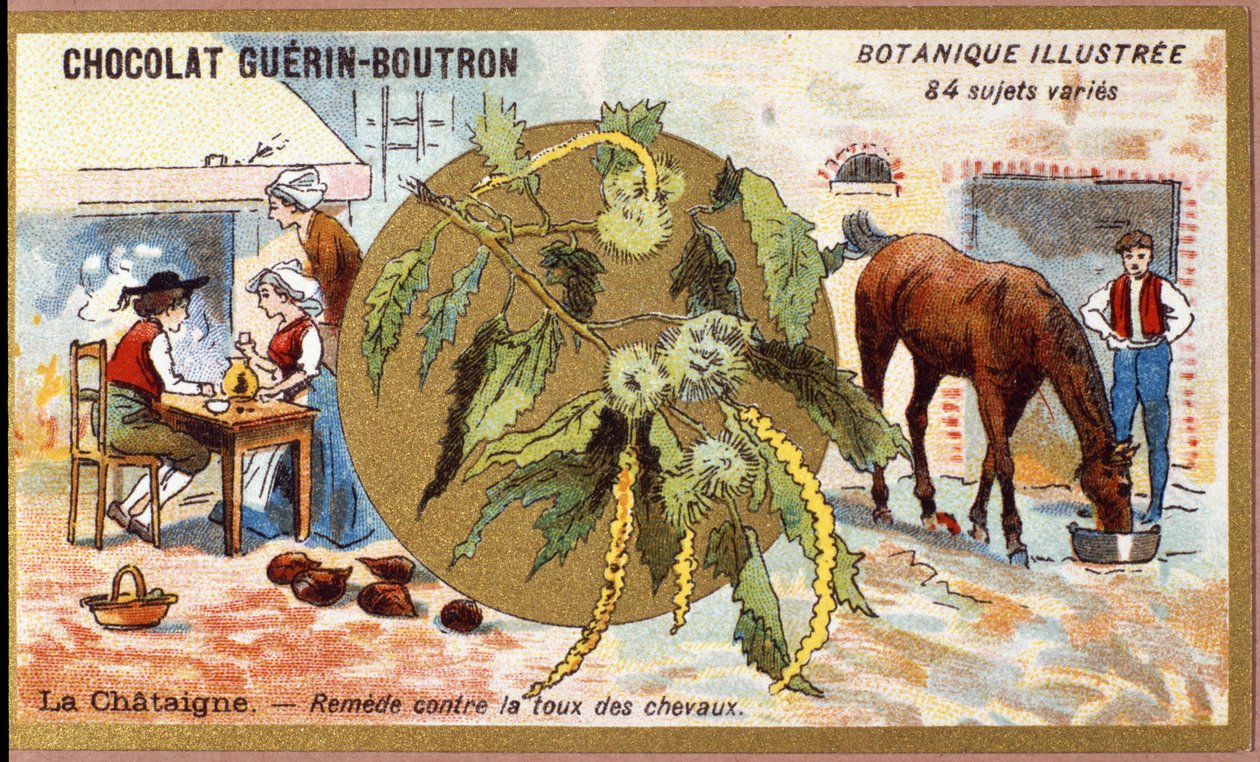 La Chestaigne: rimedio per la tosse dei cavalli. Incisione (cromo). Cromolitografia pubblicitaria per i cioccolatini Guerin-Boutron, fine XIX secolo. Serie botanica illustrata da Anonymous Anonymous
