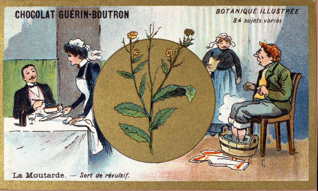La senape serve come revulsivo (incisione a colori). Cromolitografia pubblicitaria per i cioccolatini Guerin-Boutron, fine XIX secolo. Serie Botanica Illustrata da Anonymous Anonymous