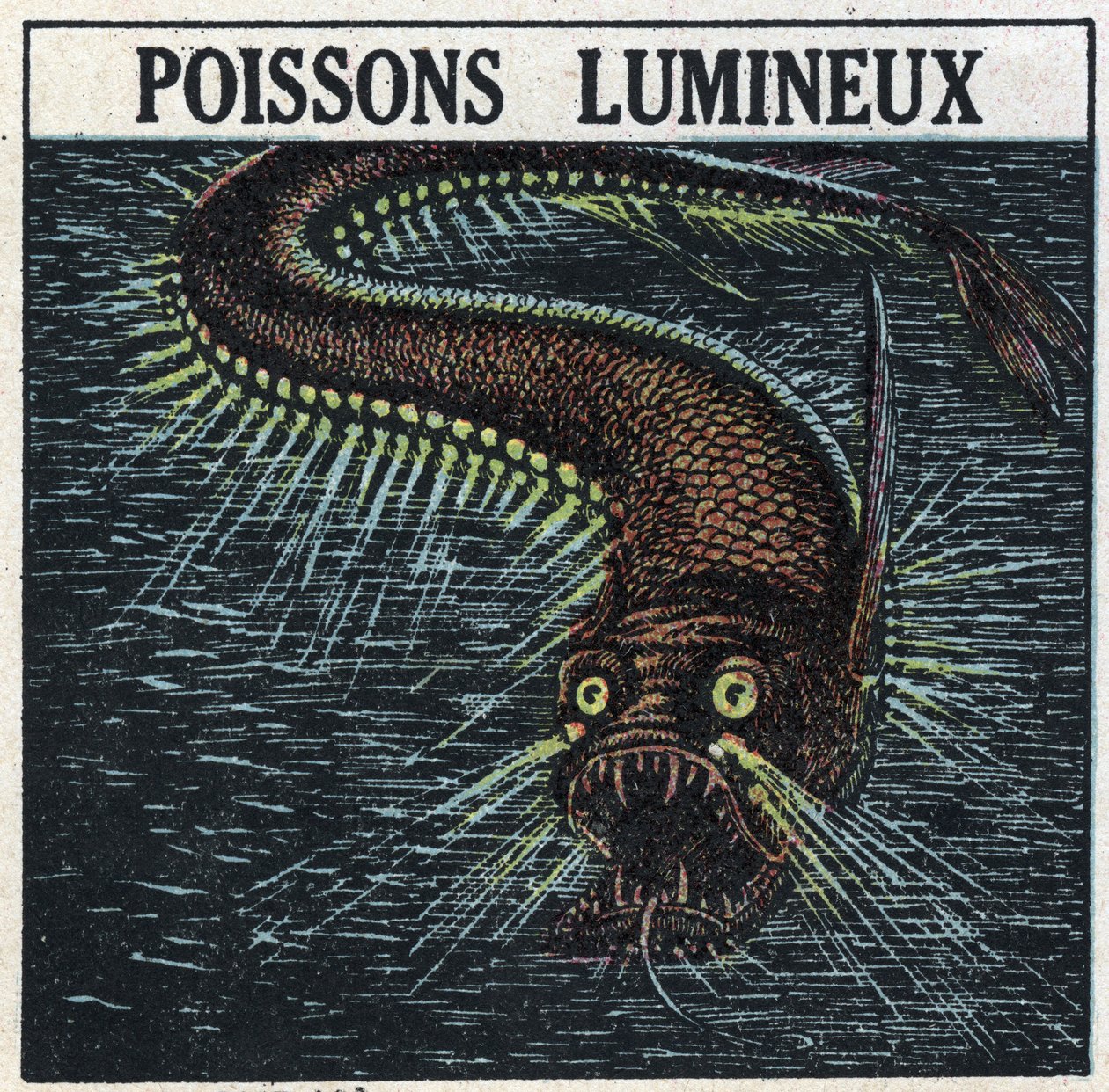 Fosforescenza: pesce luminoso. Illustrazione anonima del 1925. Collezione privata. da Anonymous Anonymous