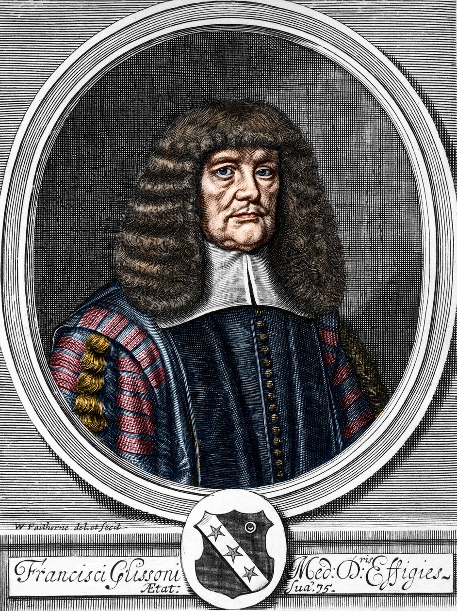 Ritratto di Francis Glisson (1599-1677), medico e anatomista britannico. da Anonymous Anonymous