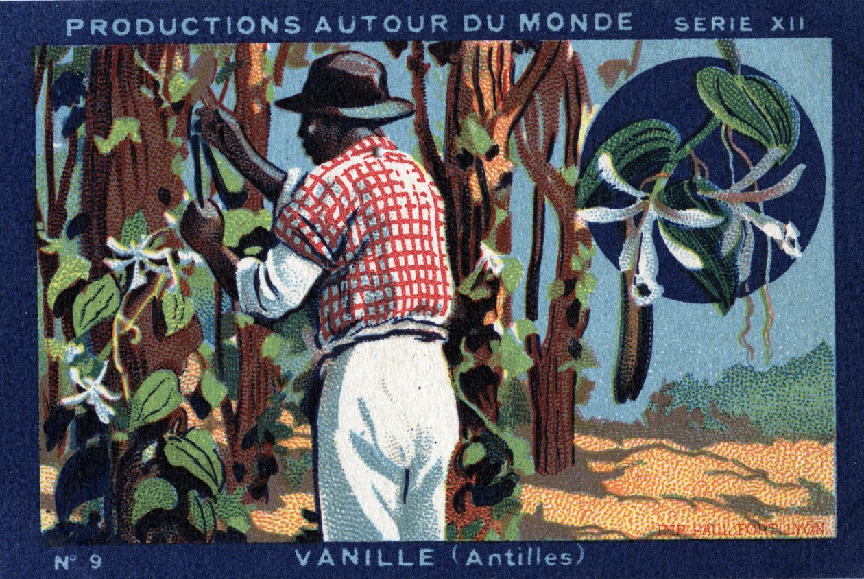 Produzioni nel mondo: Vaniglia nelle Indie Occidentali. Cromolitografia del 1933 in “Joseph-Milliat Album” da Anonymous Anonymous