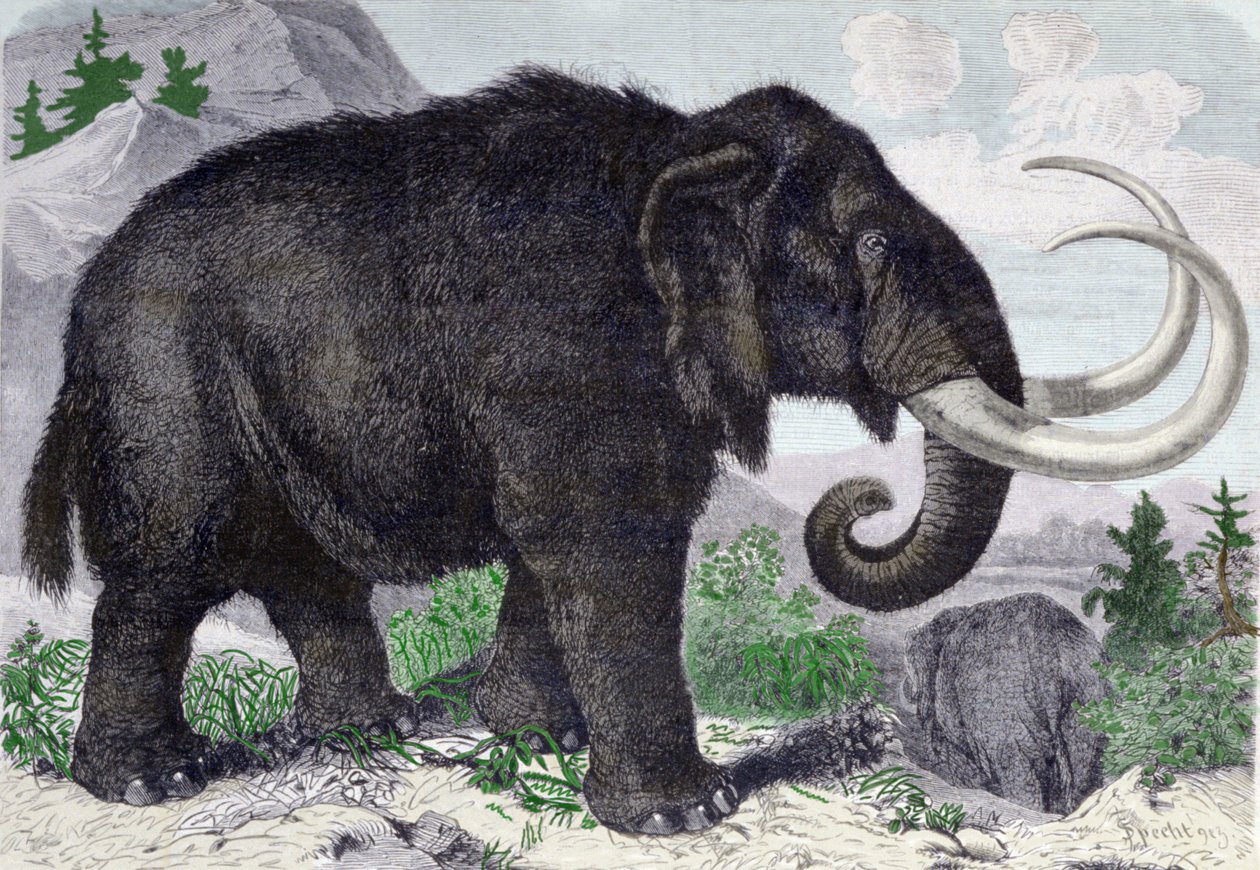Rappresentazione di un mammut. Ricostruito dopo le scoperte di Adams, membro dell