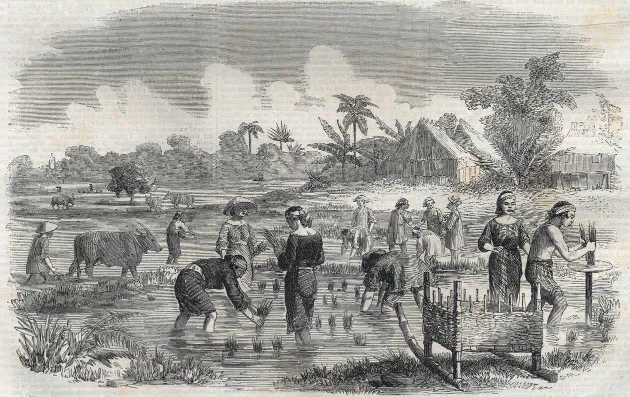 Coltivazione del riso a Manila nelle Filippine nel 1864. Incisione anonima. Collezione privata. da Anonymous Anonymous