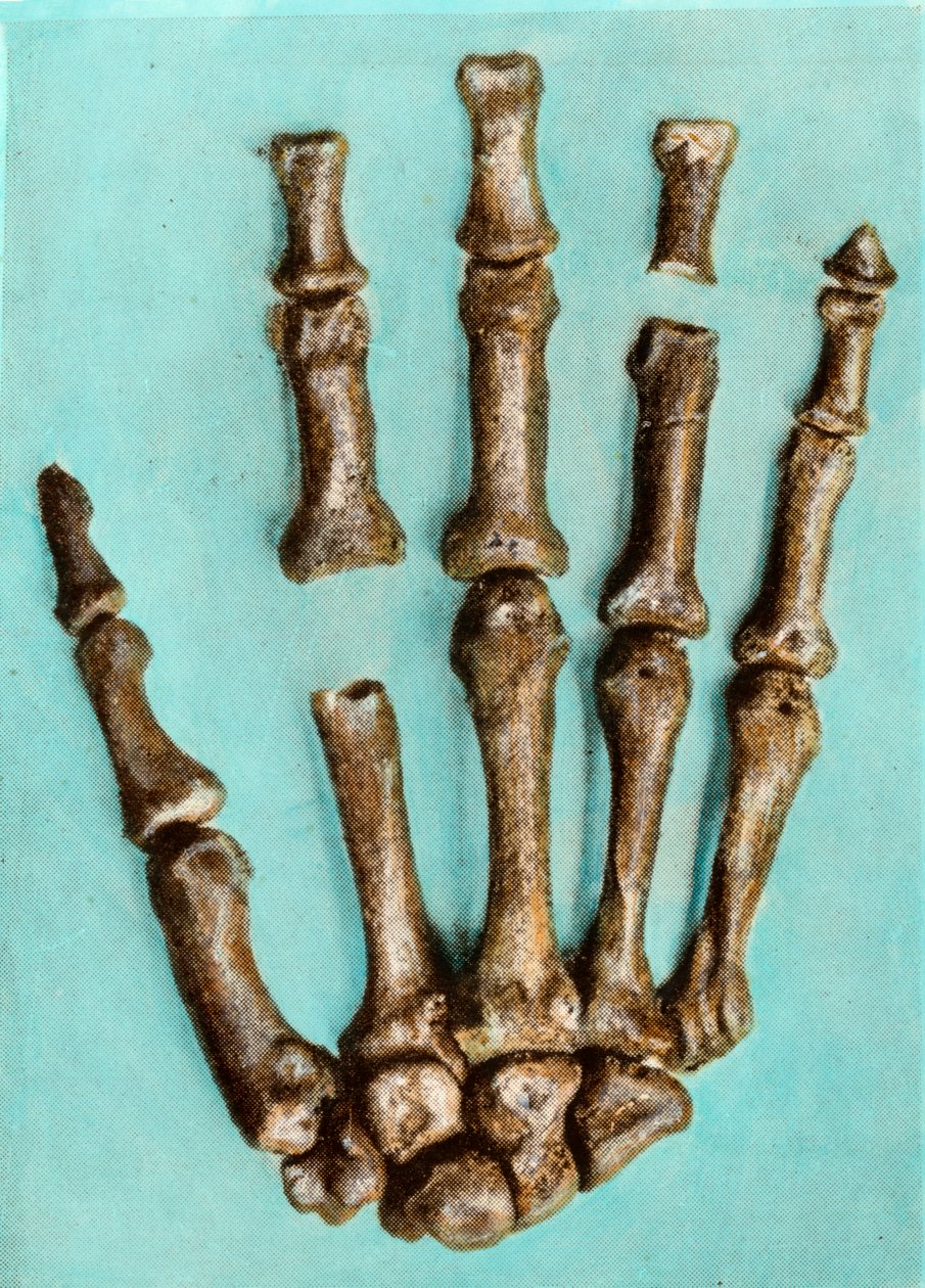 Mano destra di uno scheletro di donna dal sito preistorico di Ferrassie in Dordogna risalente al periodo Paleolitico medio. Incisione. Collezione privata da Anonymous Anonymous