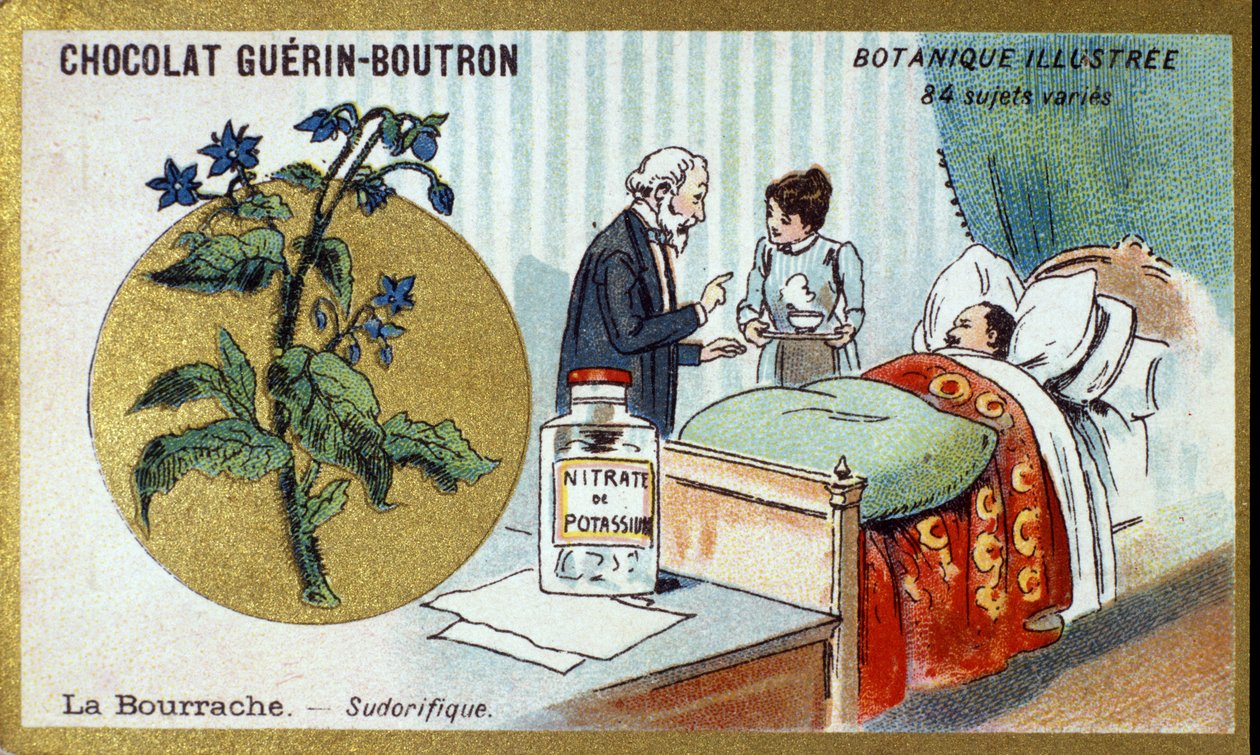 La borragine, diaforetica. Cromolitografia pubblicitaria per i cioccolatini Guerin-Boutron, fine XIX secolo. Serie botanica illustrata da Anonymous Anonymous