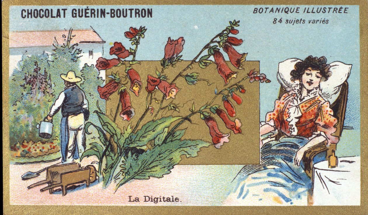 Il digitale. Incisione (cromo). Cromolitografia pubblicitaria per i cioccolati Guerin-Boutron, fine XIX secolo. Serie botanica illustrata. da Anonymous Anonymous