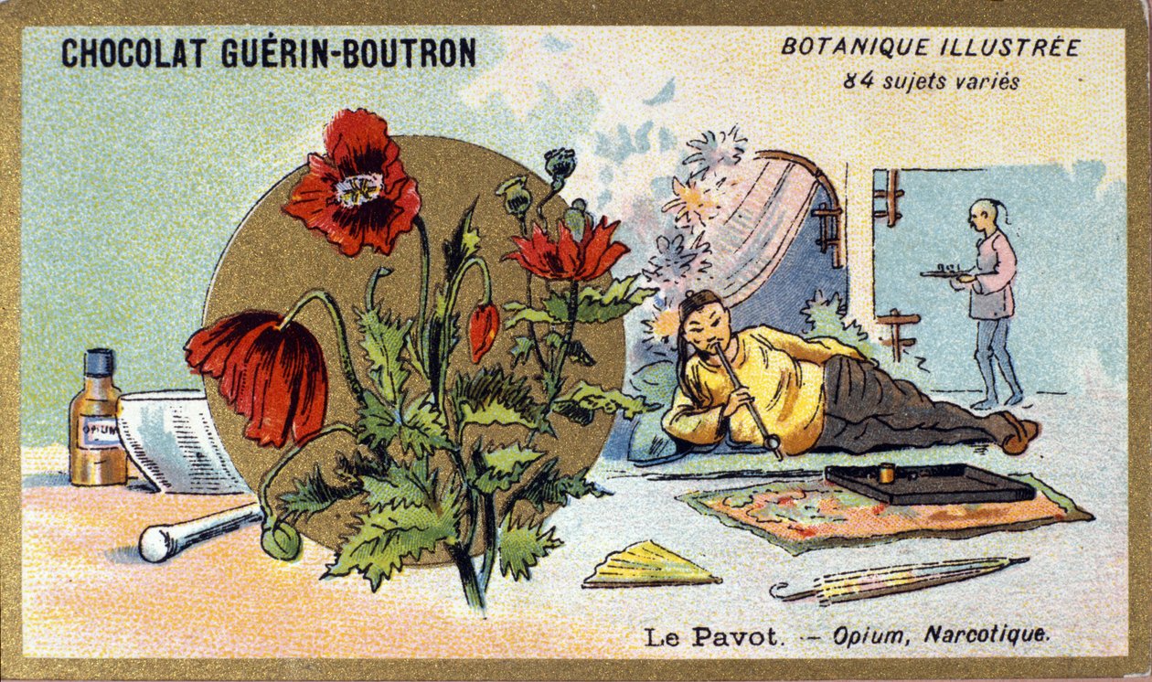 Il papavero: oppio, narcotico (incisione a colori). Cromolitografia pubblicitaria per i cioccolatini Guerin-Boutron, fine XIX secolo. Serie Botanica Illustrata da Anonymous Anonymous