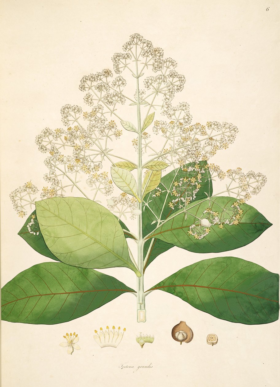 Illustrazione di Tectona grandis, Lamiaceae da anonymus