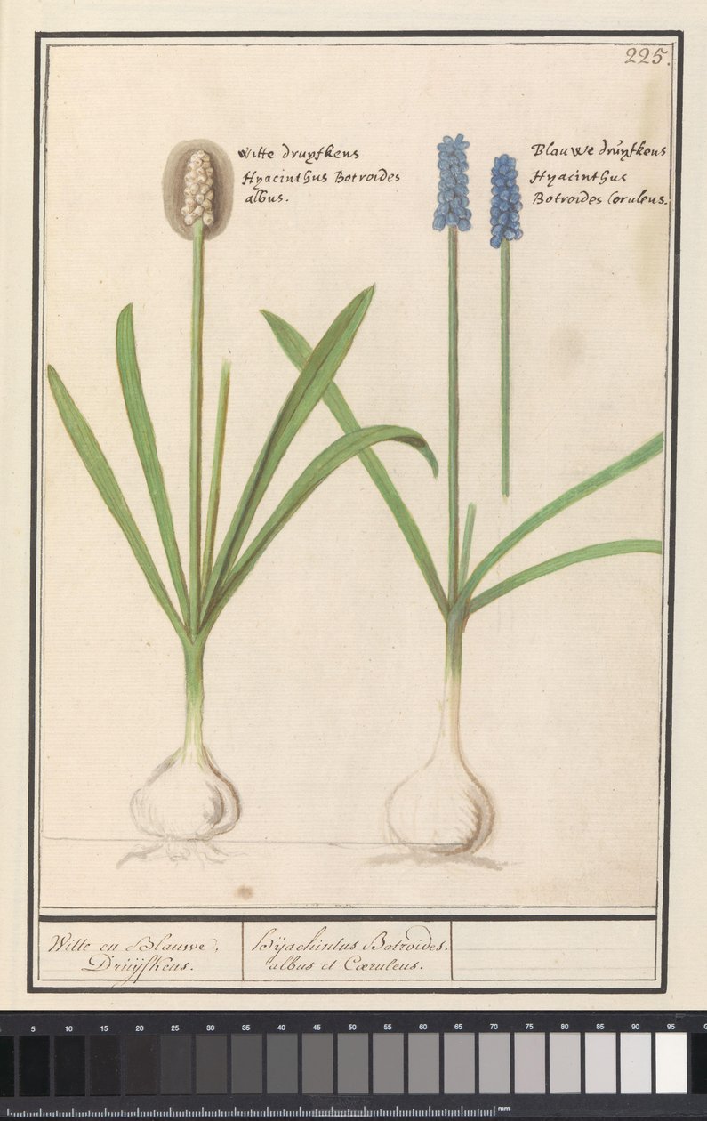 Uva blu e bianca (Muscari botryoides) da Anselmus Boëtius de Boodt