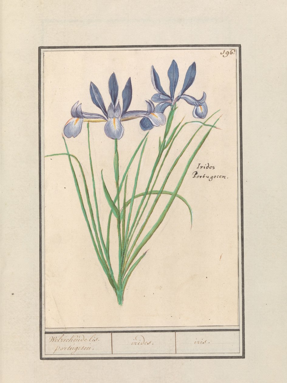 Iris blu (Iris sibirica) da Anselmus Boëtius de Boodt