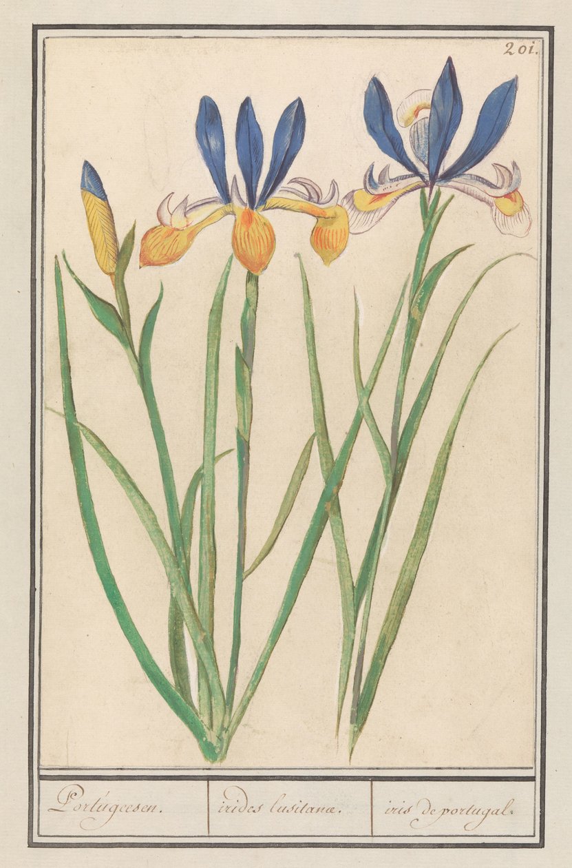 Iris giallo-blu (Iris sibirica) da Anselmus Boëtius de Boodt