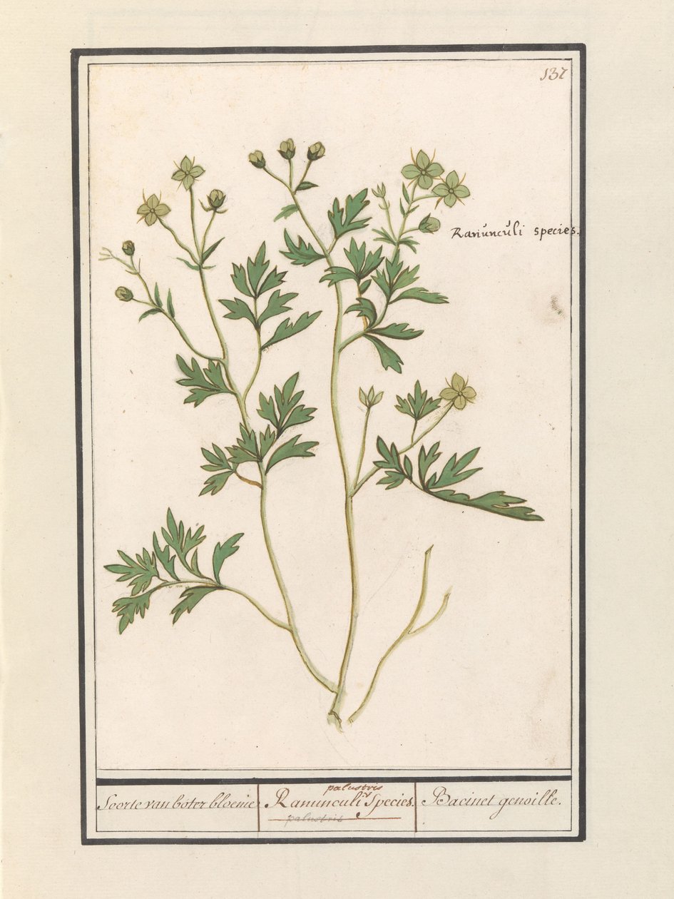 Ranuncolo (Ranunculus) da Anselmus Boëtius de Boodt
