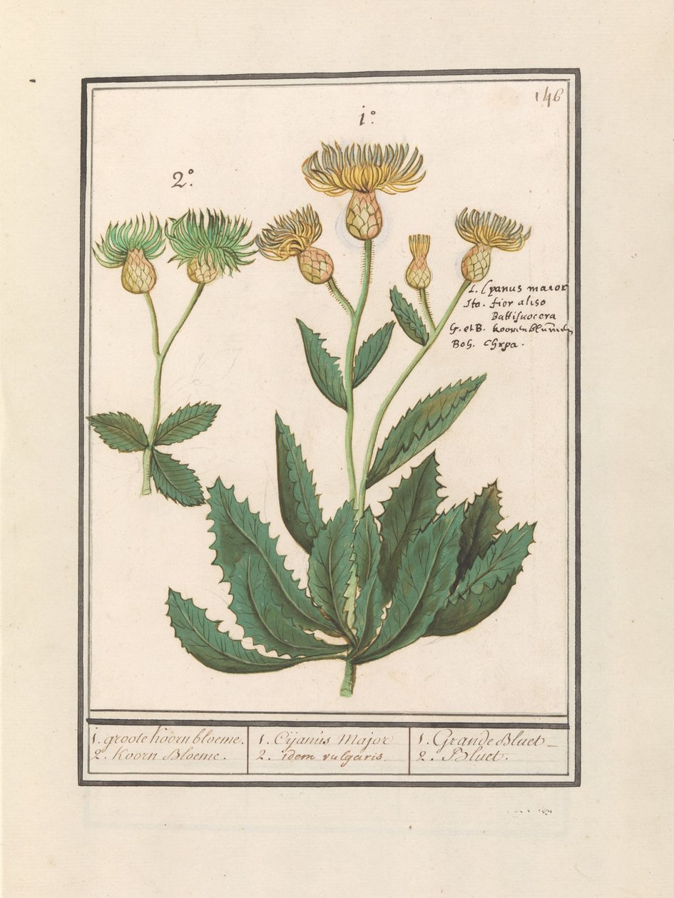 Centauri (Centaurea) da Anselmus Boëtius de Boodt