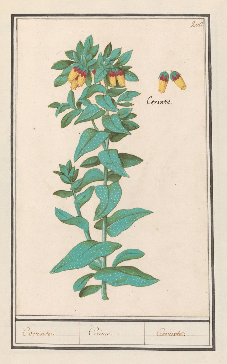 Cerinthe (Cerinthe major) da Anselmus Boëtius de Boodt