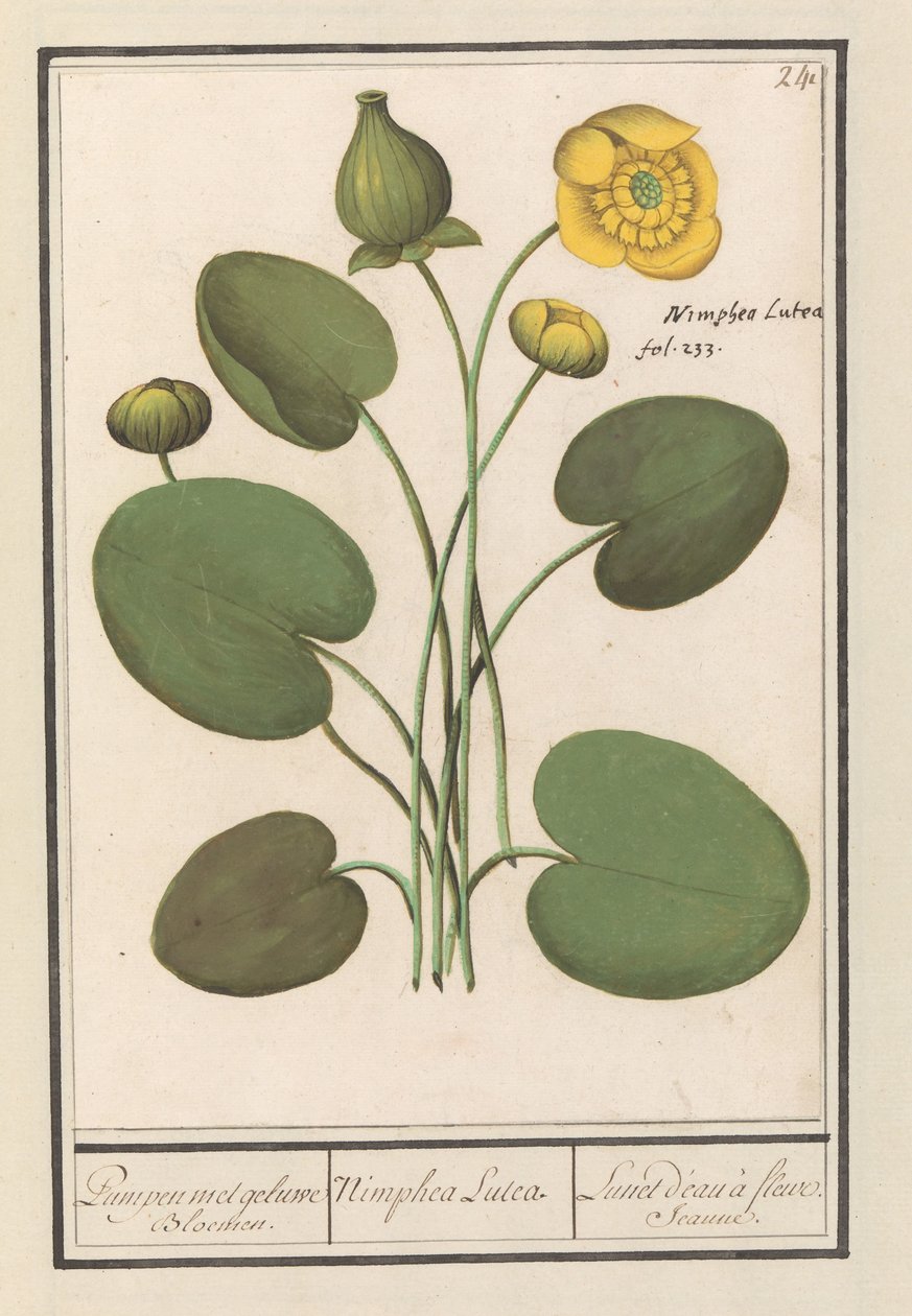 Gele plomp (Nuphar lutea) da Anselmus Boëtius de Boodt