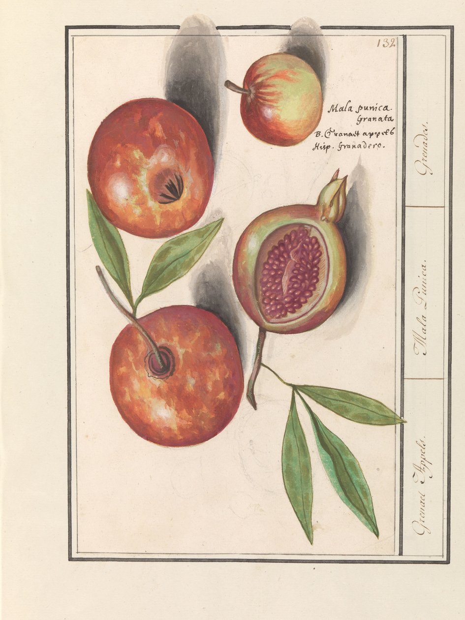 Melograno (Punica granatum) da Anselmus Boëtius de Boodt