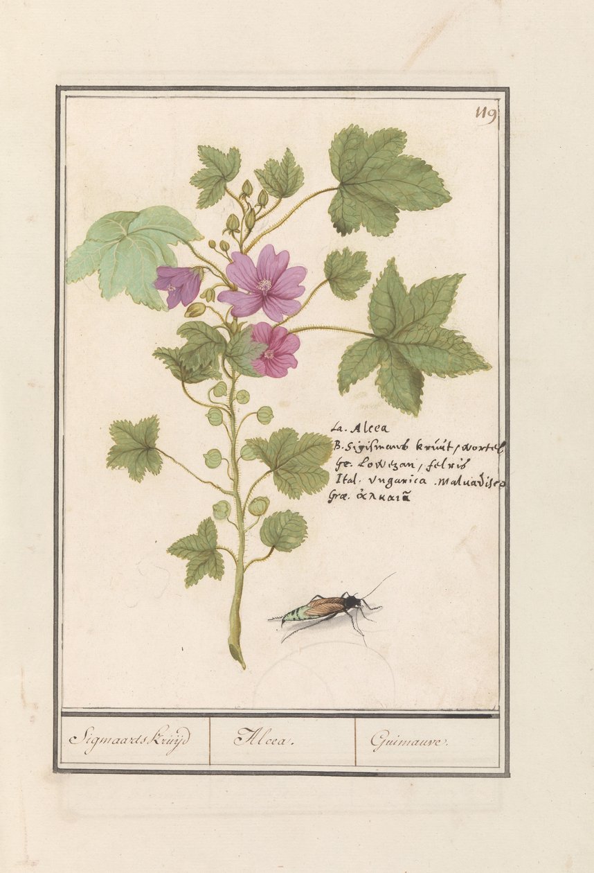 Grande malva (Malva sylvestris) da Anselmus Boëtius de Boodt
