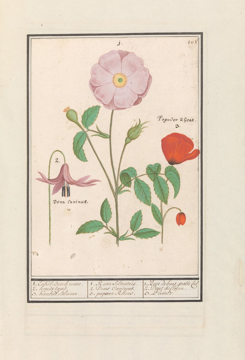 Hondstand (Erythronium), Rosa Selvatica (Rosa) e un Papavero (Papaver) da Anselmus Boëtius de Boodt