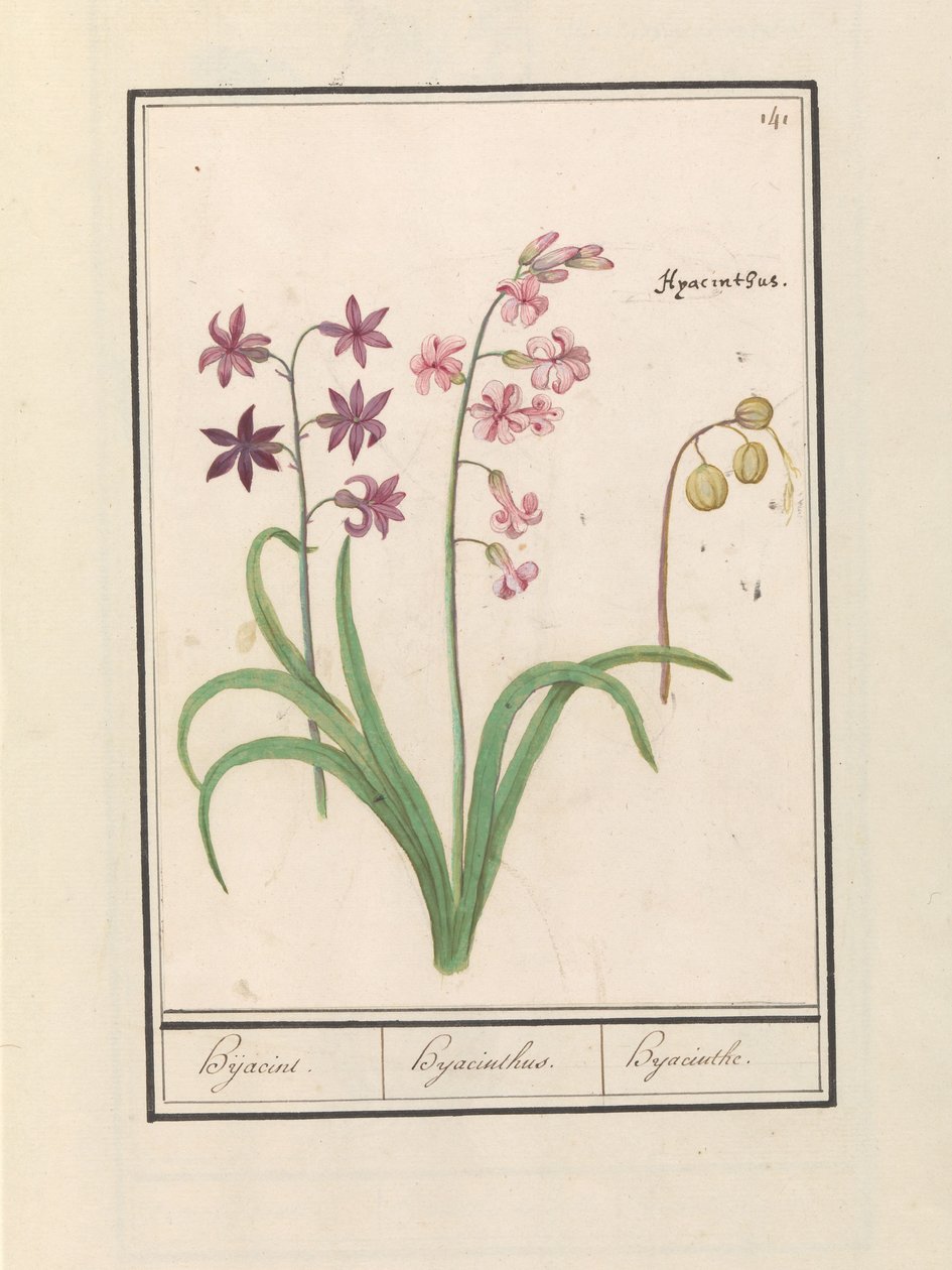 Giacinto (Hyacinthus orientalis) da Anselmus Boëtius de Boodt