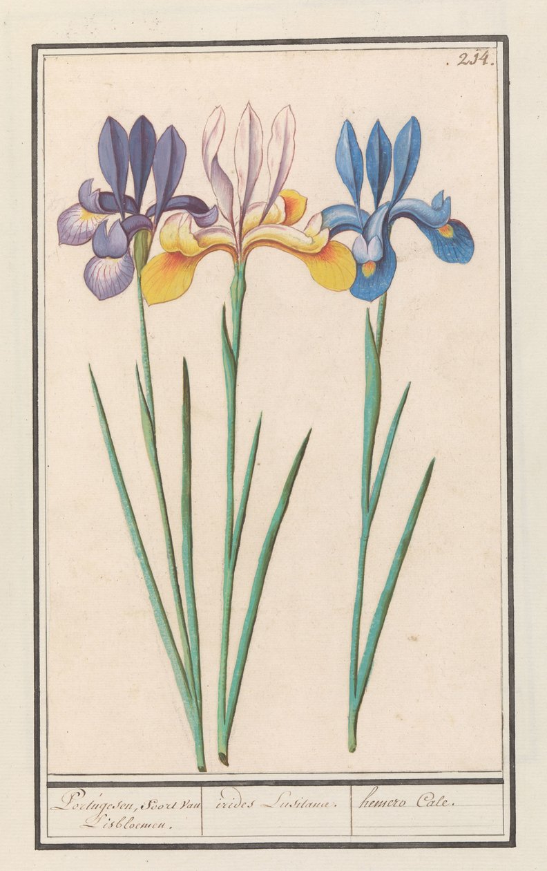 Iris (Iris sibirica) da Anselmus Boëtius de Boodt