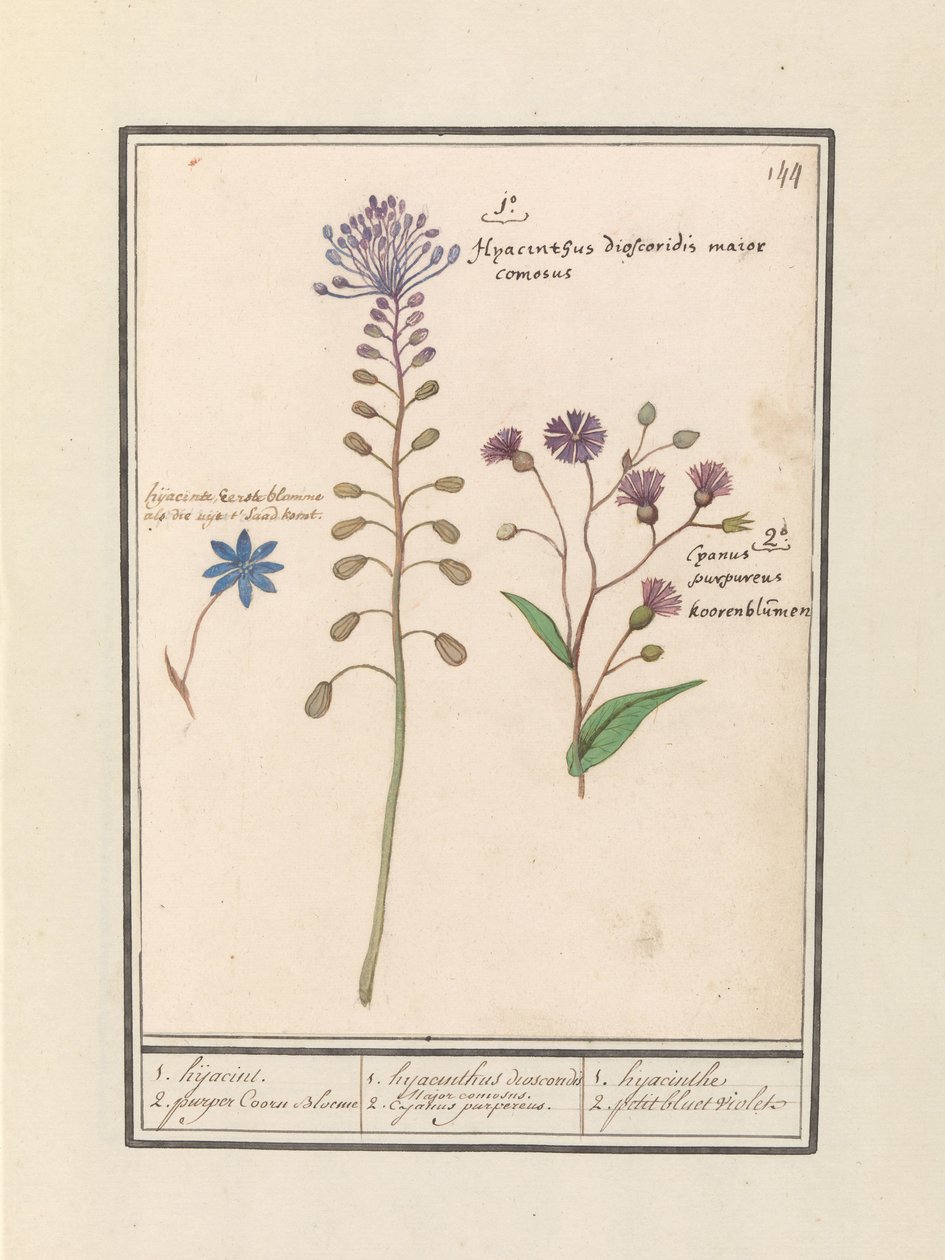 Giacinto crestato (Muscari comosum) e fiordaliso (Centaurie) da Anselmus Boëtius de Boodt
