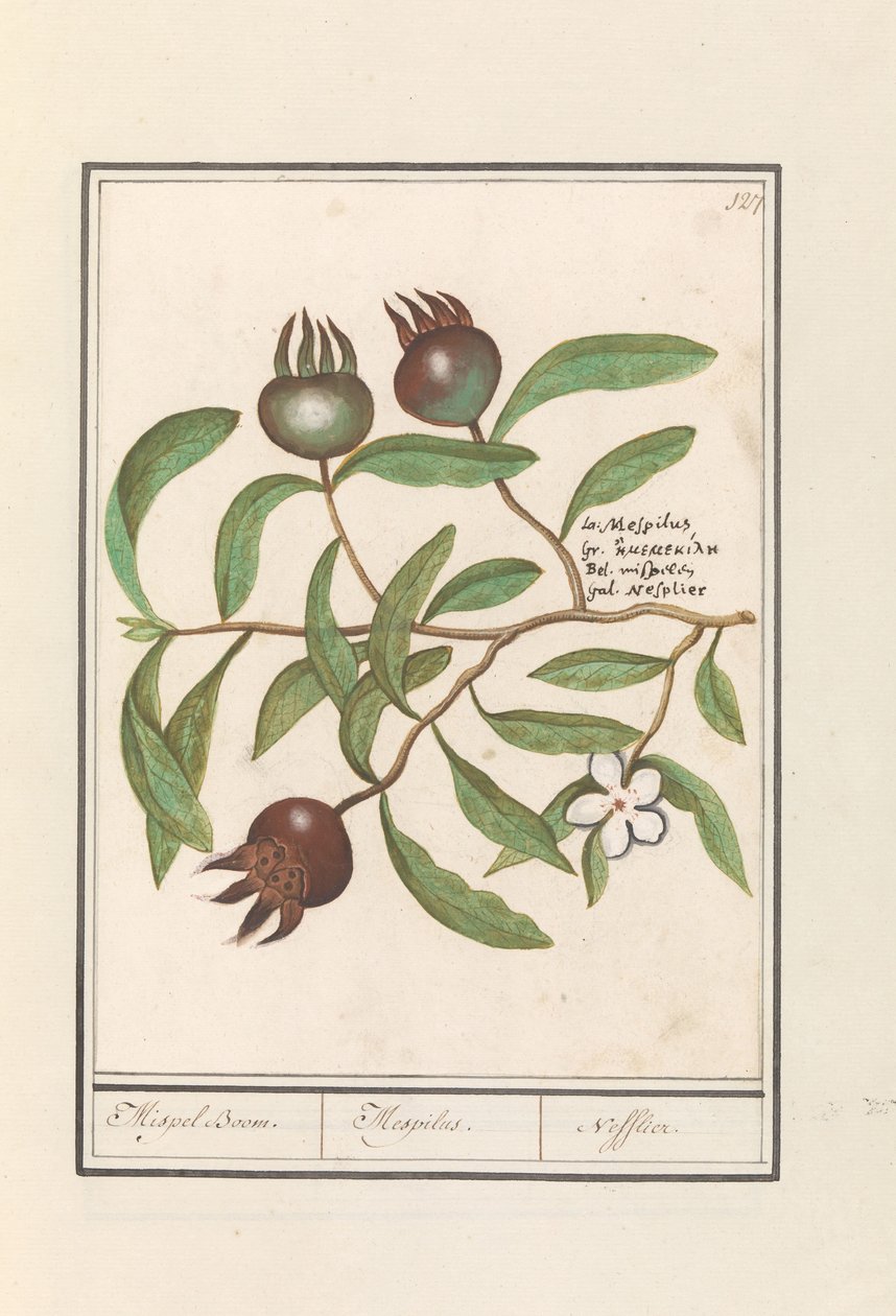Nespolo (Mespilus germanica) da Anselmus Boëtius de Boodt