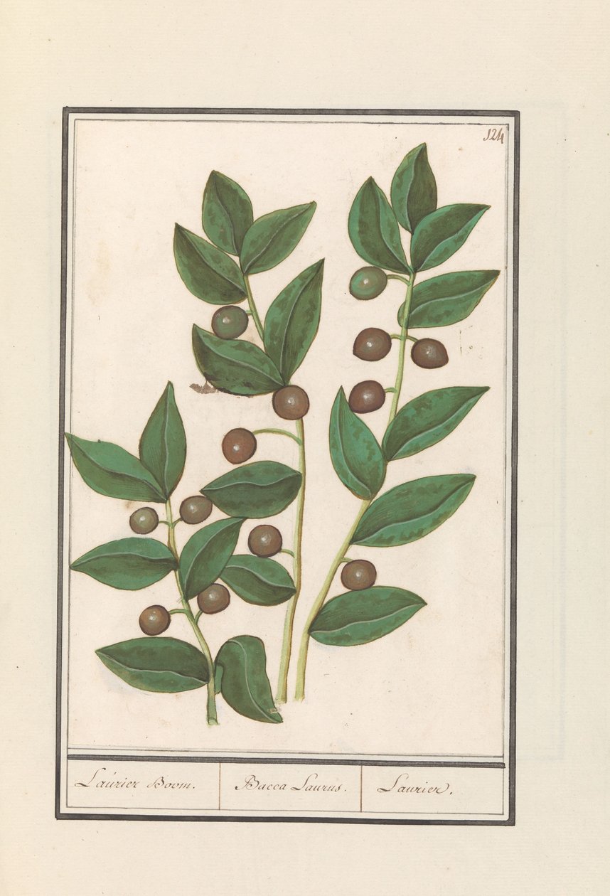 Olivo (Olea europaea) da Anselmus Boëtius de Boodt