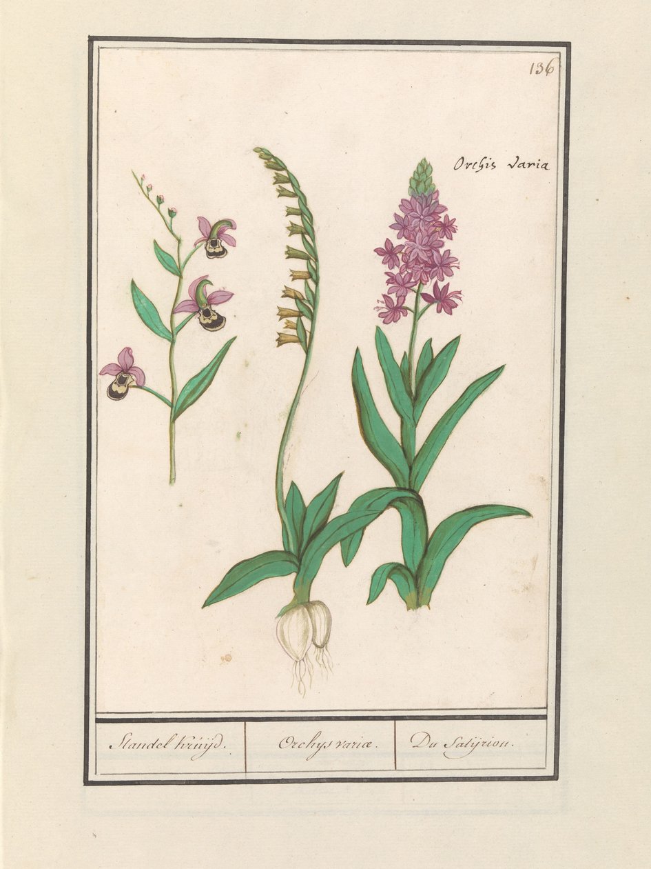 Orchidea (Orchidaceae) da Anselmus Boëtius de Boodt