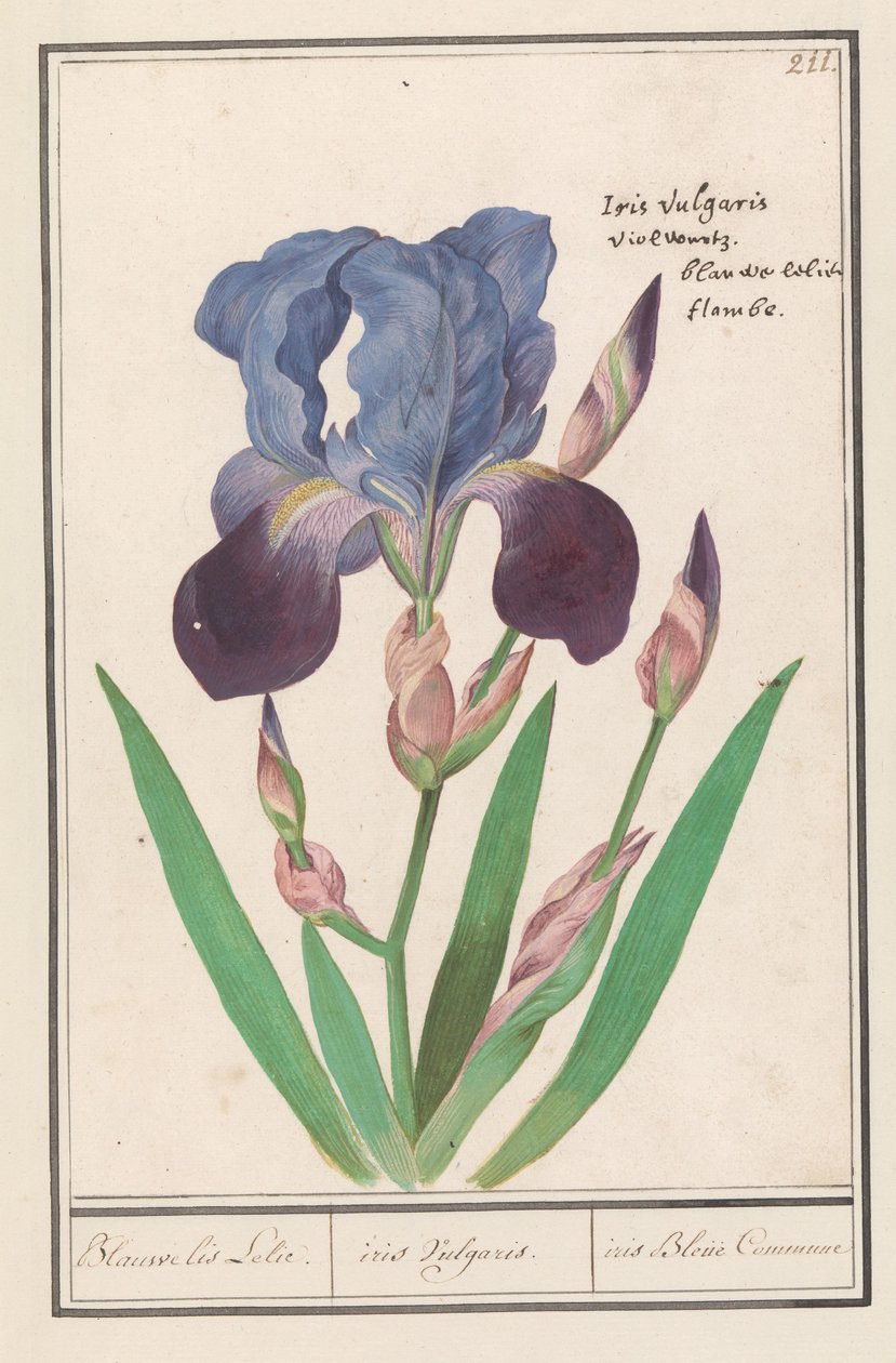 Iris germanica da Anselmus Boëtius de Boodt