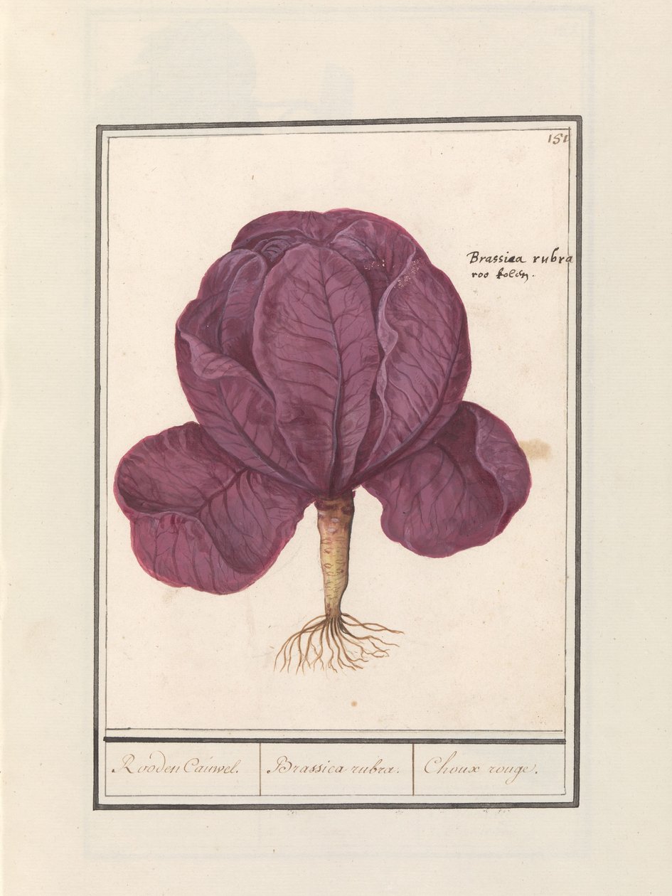 Cavolo rosso (Brassica oleracea convar. capitata var. rubra) da Anselmus Boëtius de Boodt