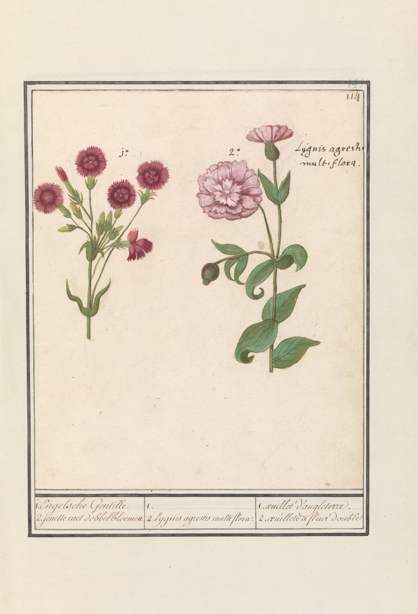 Due garofani (Dianthus) da Anselmus Boëtius de Boodt