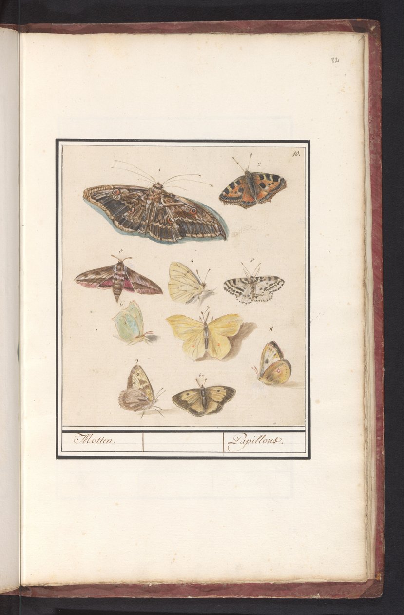 Farfalle e falene da Anselmus Boëtius de Boodt
